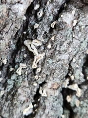 Aleurodiscus oakesii