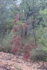 Dodonaea filifolia
