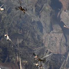 Limnoporus notabilis