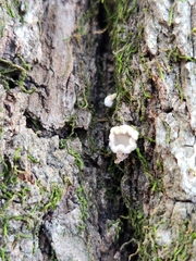 Aleurodiscus oakesii