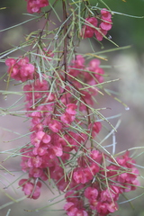 Dodonaea filifolia