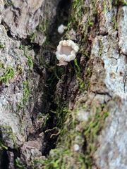 Aleurodiscus oakesii