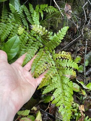 Polystichum braunii