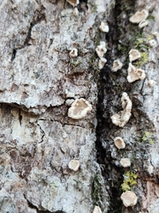 Aleurodiscus oakesii