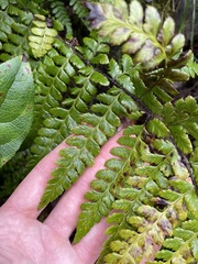 Polystichum braunii