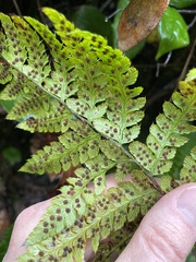 Polystichum braunii