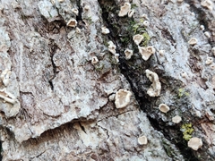 Aleurodiscus oakesii