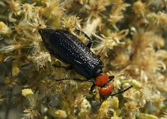 Lytta vulnerata