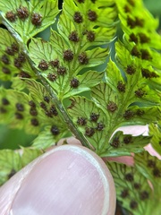 Polystichum braunii