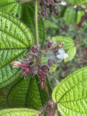 Miconia crenata