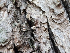 Aleurodiscus oakesii