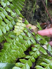 Polystichum braunii