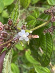 Miconia crenata