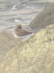 Calidris virgata