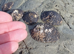 Cellana denticulata