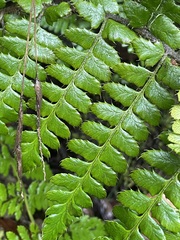 Polystichum braunii