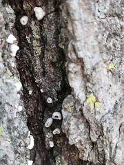 Aleurodiscus oakesii