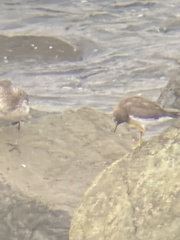 Calidris virgata