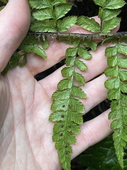 Polystichum braunii
