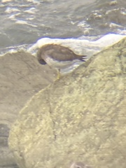 Calidris virgata