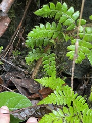 Polystichum braunii