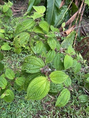 Miconia crenata