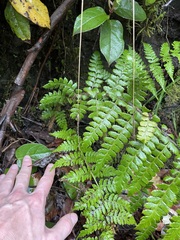 Polystichum braunii
