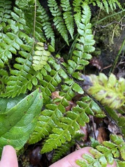 Polystichum braunii