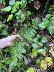 Polystichum braunii