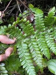 Polystichum braunii