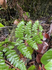Polystichum braunii