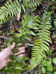 Polystichum braunii