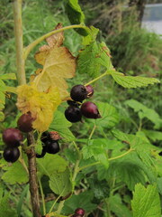 Ribes hudsonianum