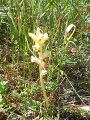 Orobanche caryophyllacea