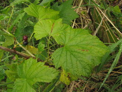 Ribes hudsonianum