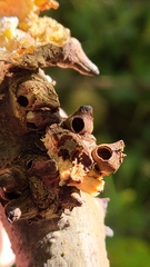 Biorhiza caepuliforme