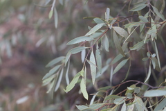Santalum lanceolatum