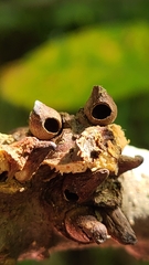 Biorhiza caepuliforme