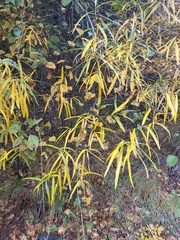Salix schwerinii