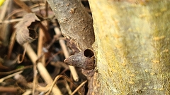 Biorhiza caepuliforme