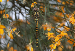 Hemicordulia intermedia