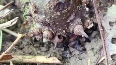 Biorhiza caepuliforme