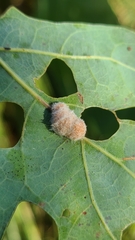 Druon quercusflocci