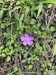 Heterotis rotundifolia