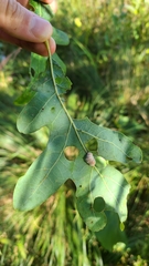 Druon quercusflocci
