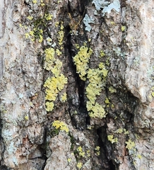 Xanthomendoza ulophyllodes