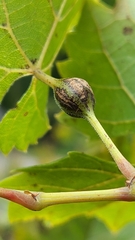 Neolasioptera vitinea