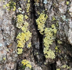 Xanthomendoza ulophyllodes