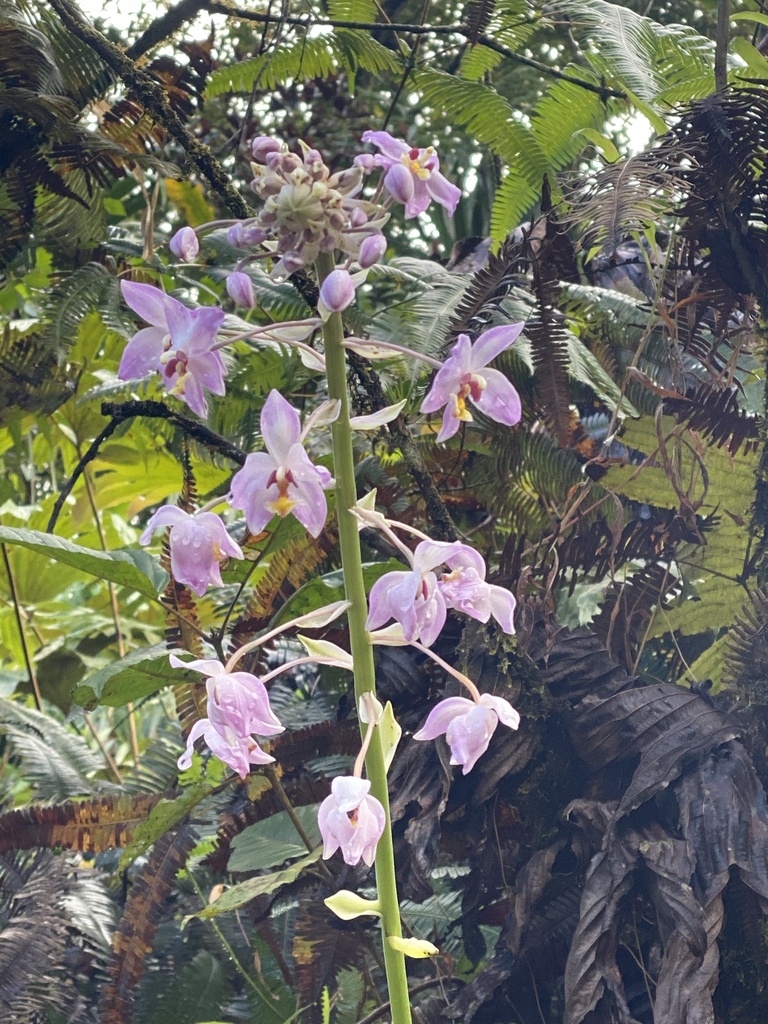 Spathoglottis pacifica