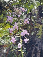 Spathoglottis